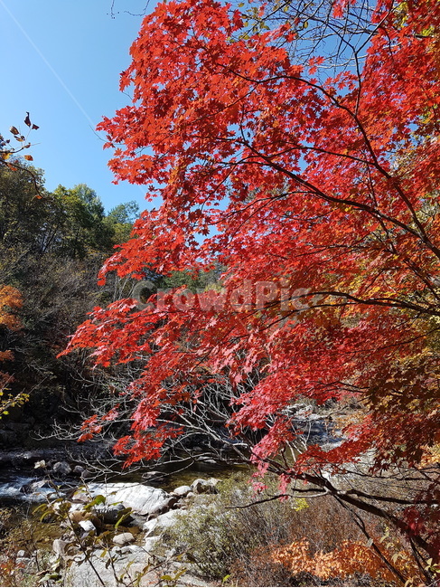 단풍,단풍잎,잎,가을,빨간,tree,나무,plant,식물,leaf,maple,빨간단풍,가을,계절,fall,autumn,season,자연,풍경,nature,landscape