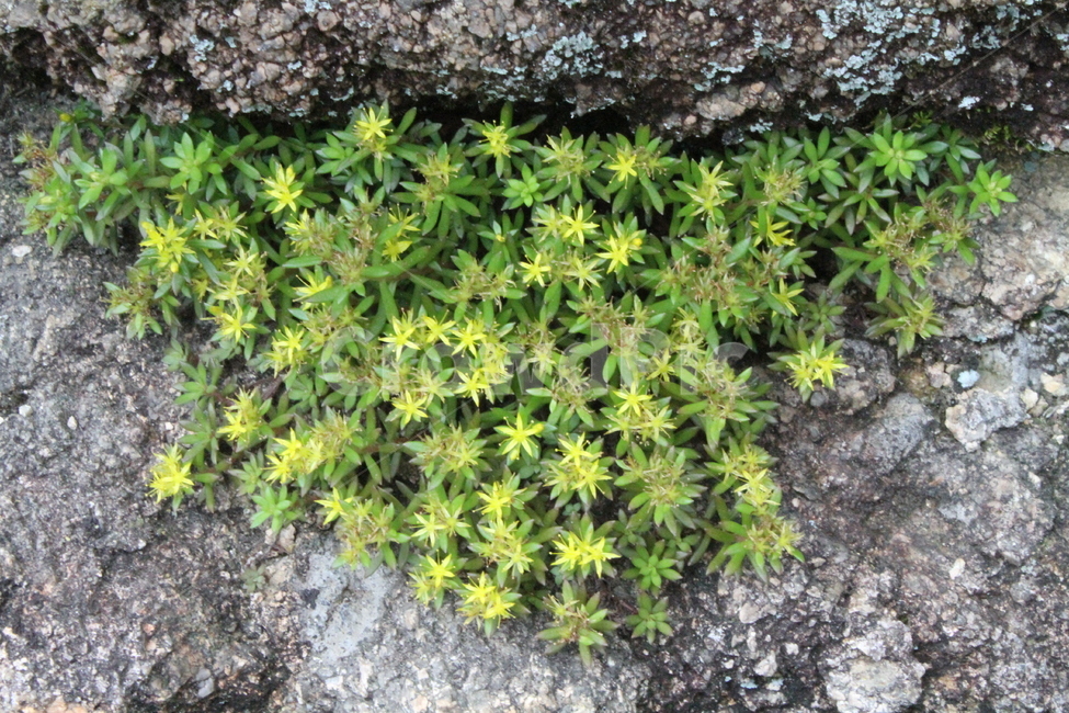 바위채송화,야생화,꽃,식물,돌나물,stonecrop,식물,자연,plants,nature