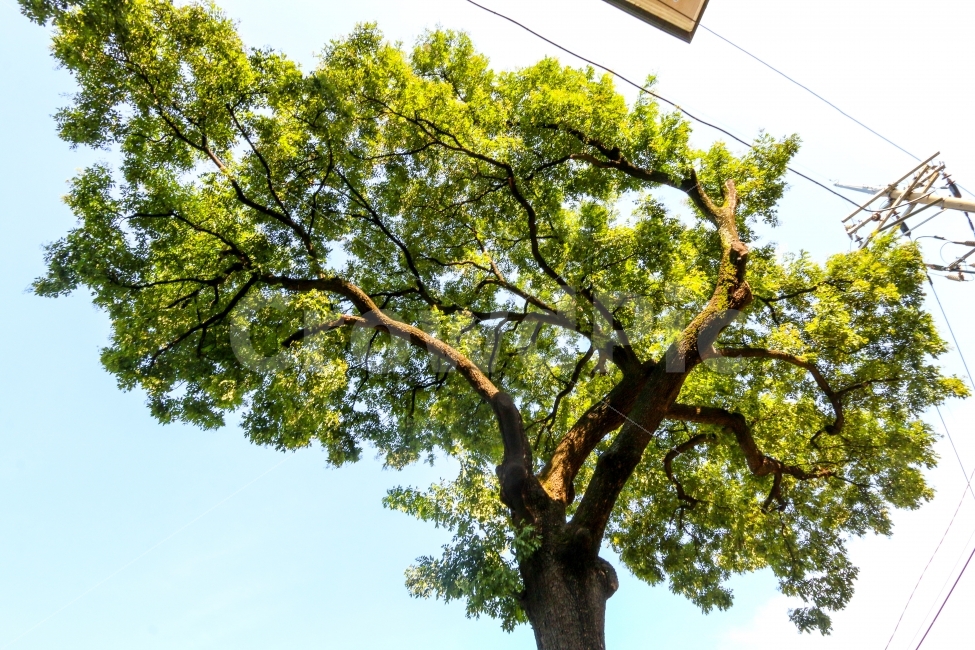 자연,나무,풍경,한국,서울,식물,자연,plants,nature