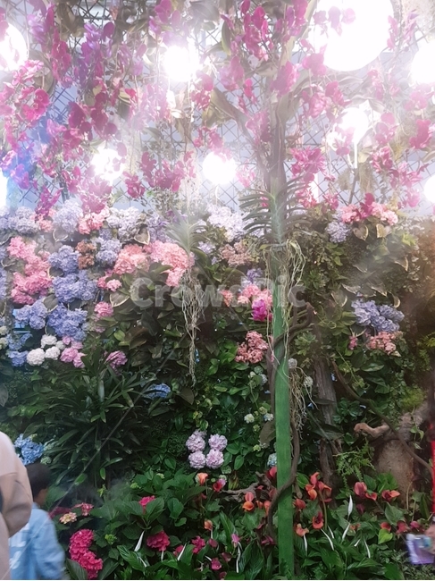 꽃,화려함,분홍색,풀,자연경관