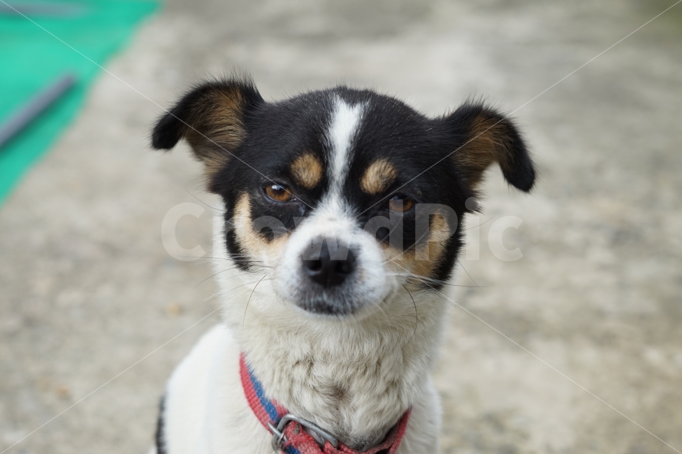 시골,강아지,개,반려견,동물,감성,아련,dog,puppy,동물,animal,포유류,mammal,개,강아지,dog,doggy
