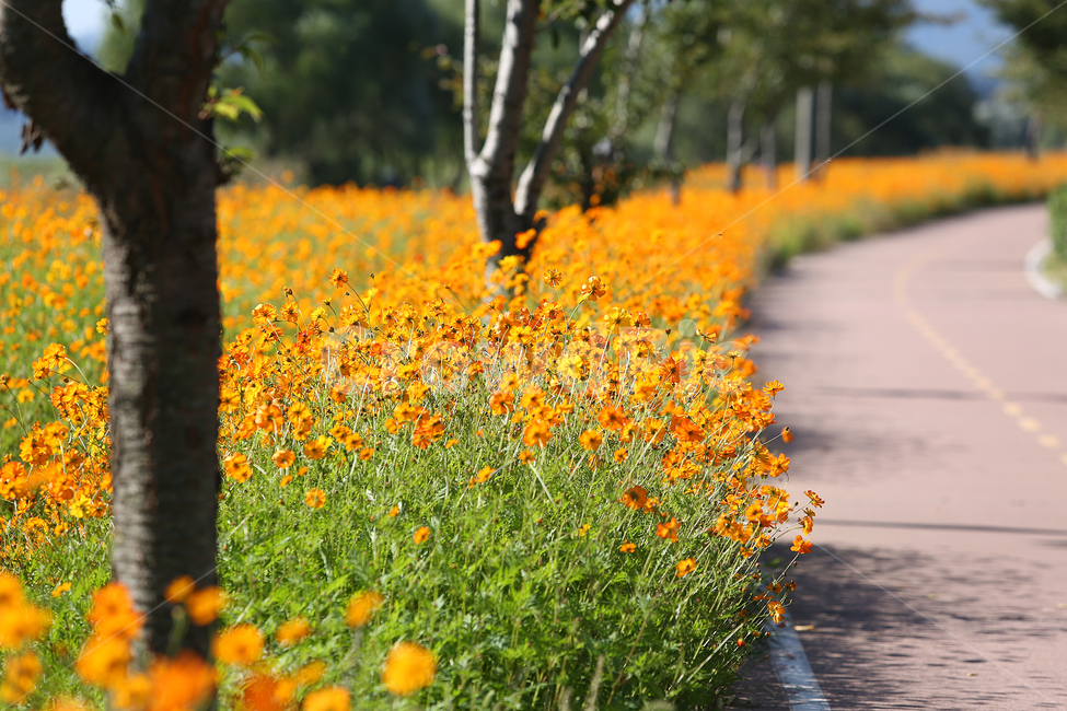 물의정원,황하코스모스,노랑코스모스,노랑,꽃,flower,yellow,cosmos,yellowcosmos,가을,계절,fall,autumn,season,식물,자연,plants,nature,꽃,flower,outdoors,옥외,grassland,목초지,field,들,plant