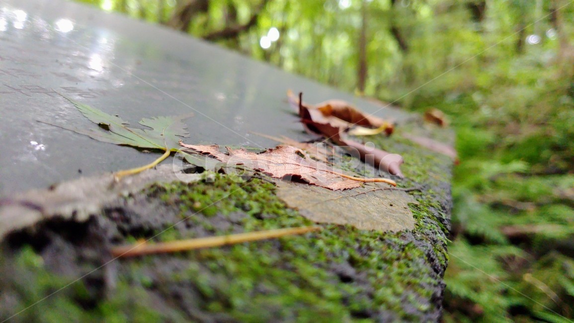 제주도,제주숲,곶자왈,제주원시림,제주화산암,jejuforest,nature,green,jejuforestlandscape,tree,forest,자연,제주도자연