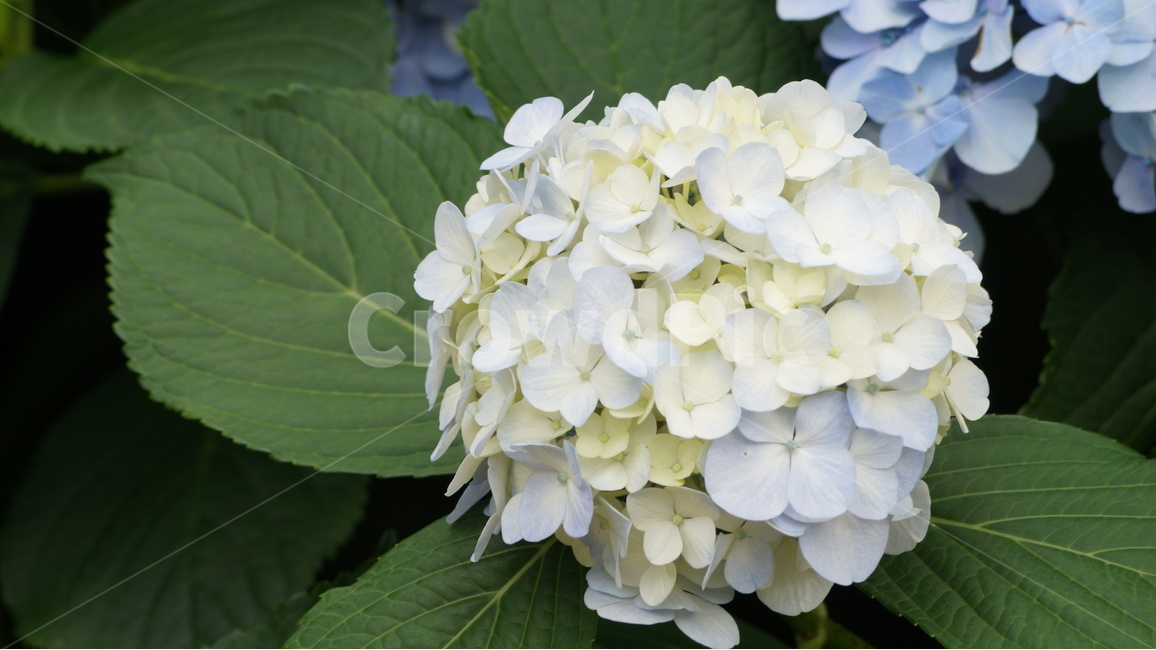 수국,수국꽃,꽃,꽃사진,식물,식물,자연,plants,nature,꽃,flower