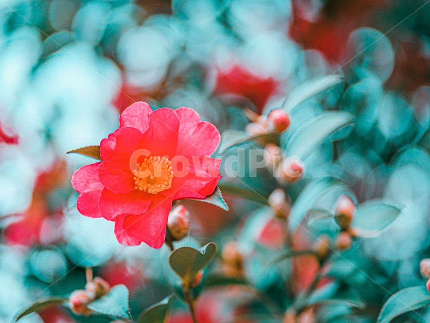 꽃,flower,동백,동백꽃,카멜리아,아련,식물,자연,plants,nature,꽃,flower
