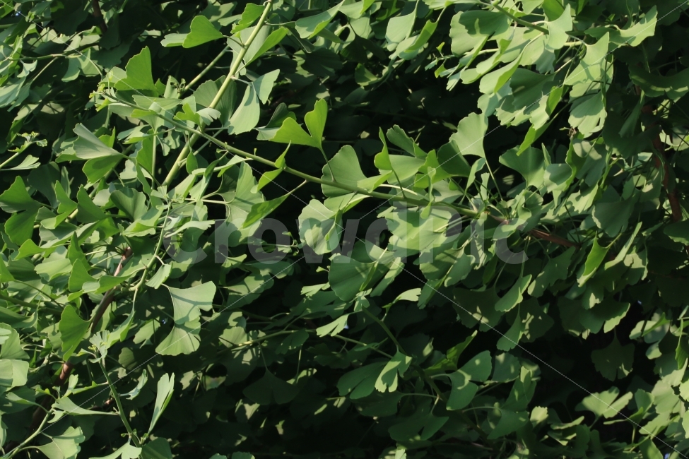 나무,은행,초록색,봄,식물,새싹,자연,식물,자연,plants,nature