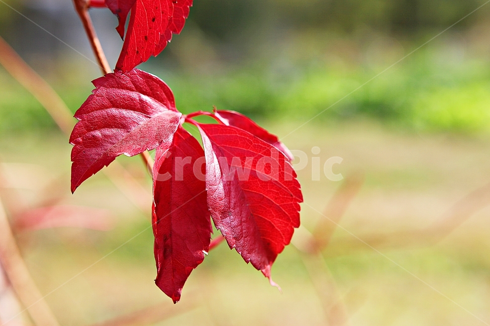 단풍,낙엽,가을,잎,식물,자연,계절,감성,색,색감,넝쿨식물,공원,가을,계절,fall,autumn,season,leaf,plant,veins,정맥
