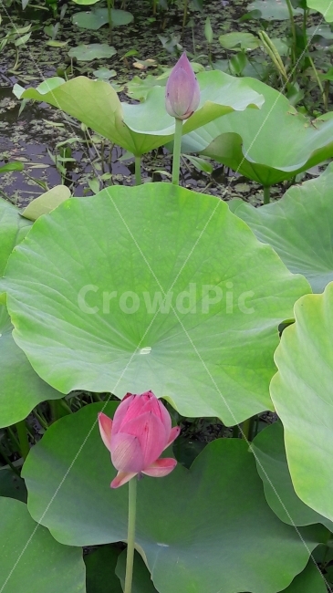 연꽃,연잎,관곡지,조화,배경,식물,자연,plants,nature,꽃,flower