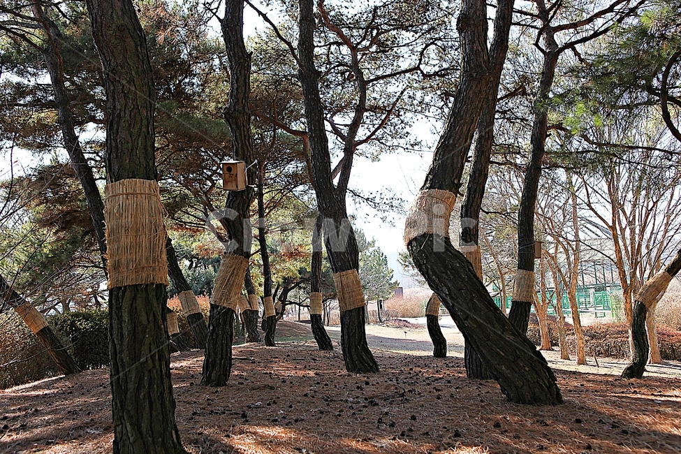 소나무,솔잎,숲,나무,식물,자연,풍경,겨울,공원,자연,풍경,nature,landscape