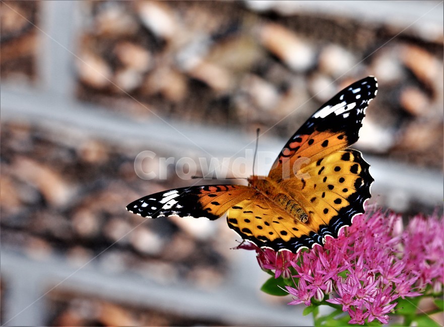 꽃,나비,가을,곤충,butterfly,식물,자연,plants,nature,꽃,flower,곤충,벌레,insect,bug