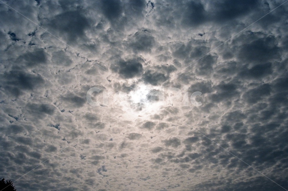 담양,한국,대나무,마을,nature,sky,bamboo