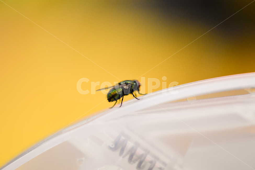 파리,똥파리,파리접사,파리눈,파리날개,살아있는파리,곤충,벌레,insect,bug