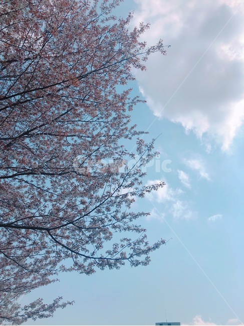 하늘,꽃,벚꽃,봄,구름