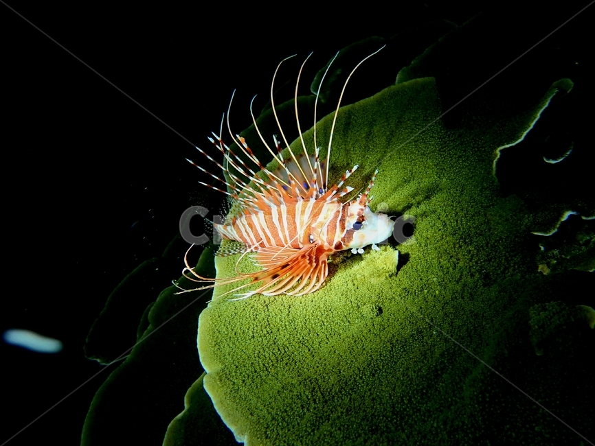 수중생물,스쿠버다이빙,라이언피쉬,어둠,야간다이빙,동물,animal,어류,물고기,fish