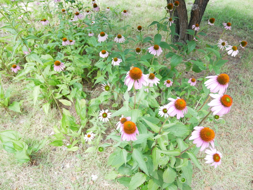 꽃,자연,계절,싱그러움,색상