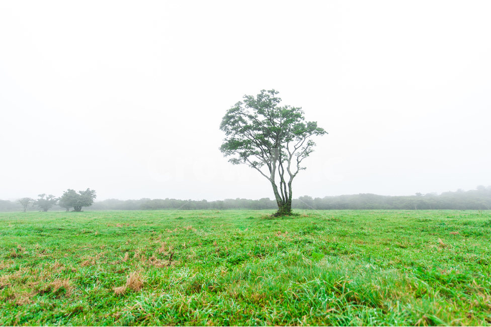제주,들판,나무,자연,배경,자연,풍경,nature,landscape,한국자연풍경,한국자연경관,korea nature landscape,제주도,jeju,jeju island,식물,plants,나무,trees,wood,field,들,outdoors,옥외,grassland,목초지