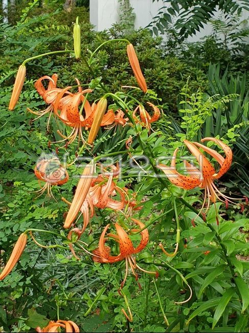 참나리,참나리꽃,호랑이꽃,백합과,나리,알나리,여름꽃,주황,오렌지색,flower,꽃,blossom