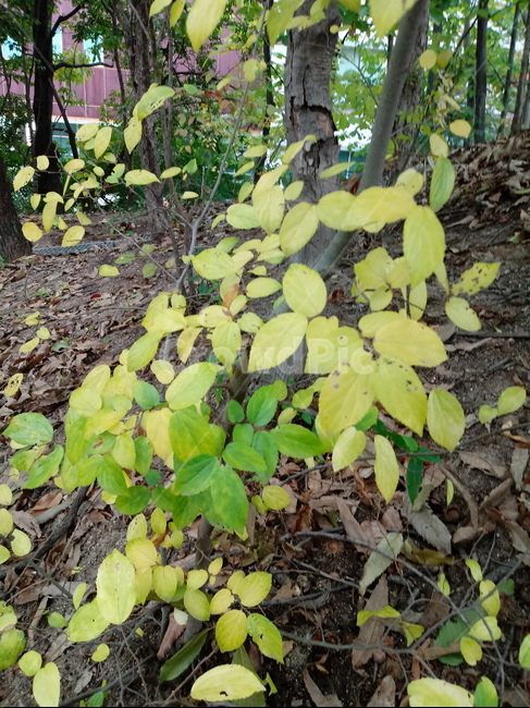 나무,단풍,plant,tree,leaf,잎,나뭇잎,나무줄기,maple,treetrunk,식물,자연,plants,nature