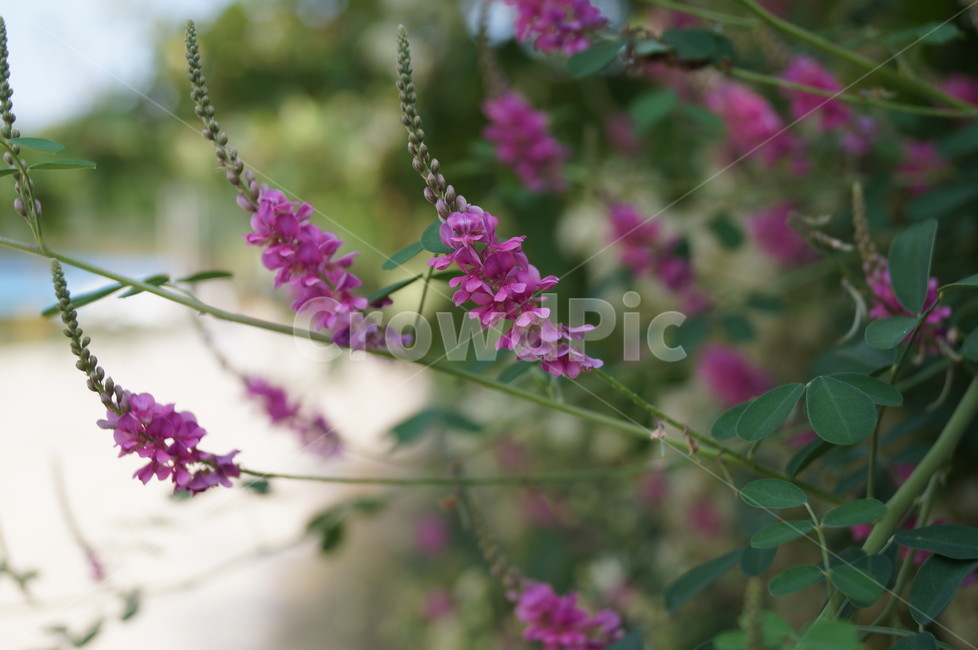 들꽃,야생화,낭아초,꽃,식물,콩과식물,식물,자연,plants,nature,꽃,flower