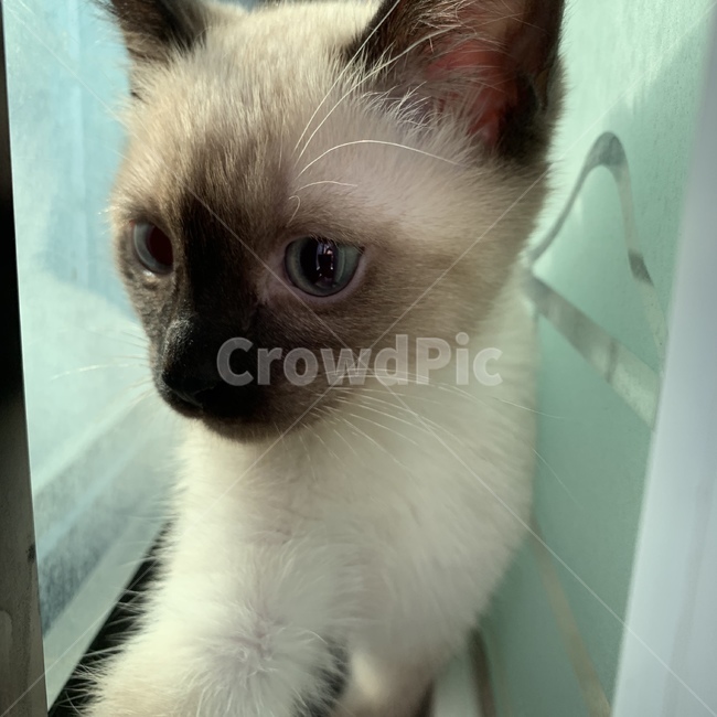 동물,고양이,반려묘,귀여워,샴