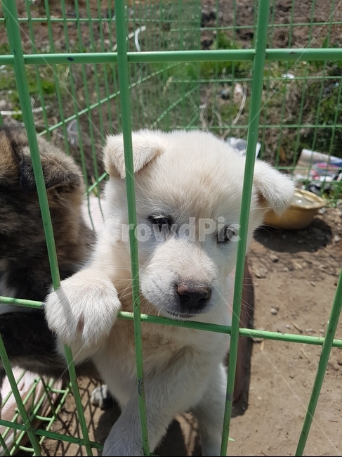 강아지,새끼강아지,개,시골강아지,시골,동물,animal,포유류,mammal,개,강아지,dog,doggy