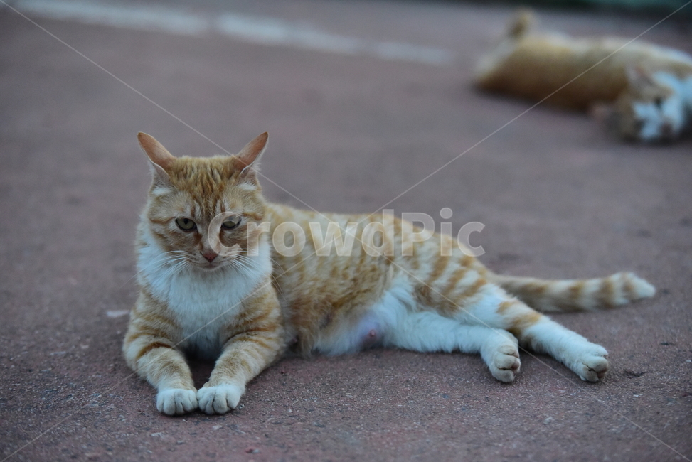 고양이,길고양이,길냥이,반려동물,동물,노랑이,야옹이,귀여운,줄무늬,포유류,animal,cat