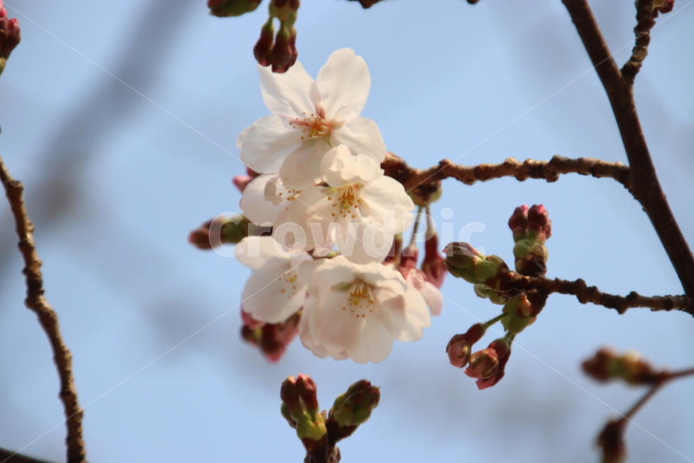 나무,꽃,봄,벚꽃,분홍색,식물,자연,plants,nature,꽃,flower