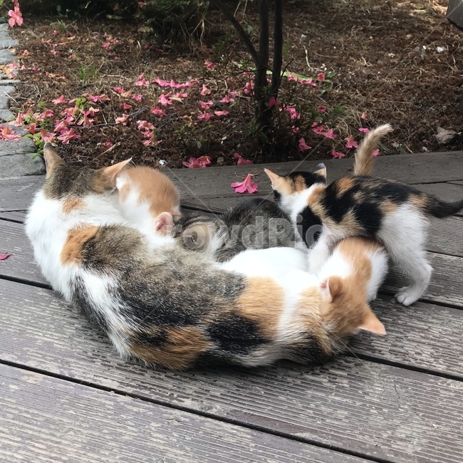 고양이,고양이가족,아기고양이,엄마고양이,길고양이,야생고양이