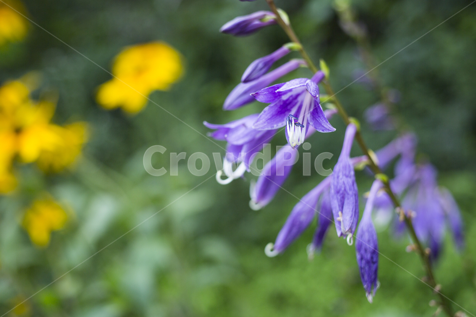 비비추,꽃,꽃잎,자연,식물,flower,식물,자연,plants,nature,꽃,flower