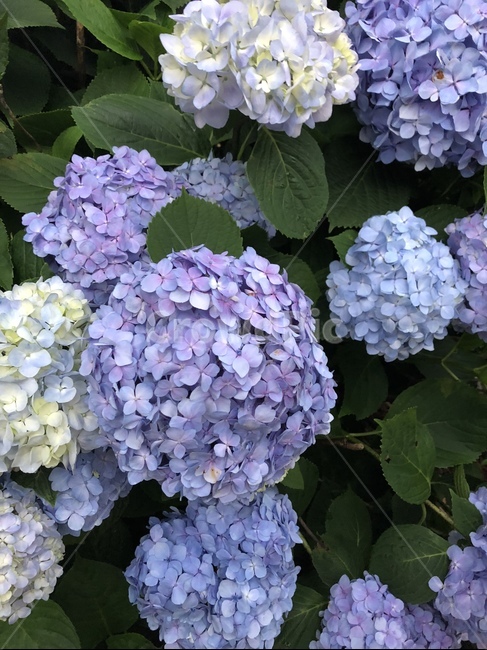 꽃,수국,여름,꽃다발,식물,flower,plant
