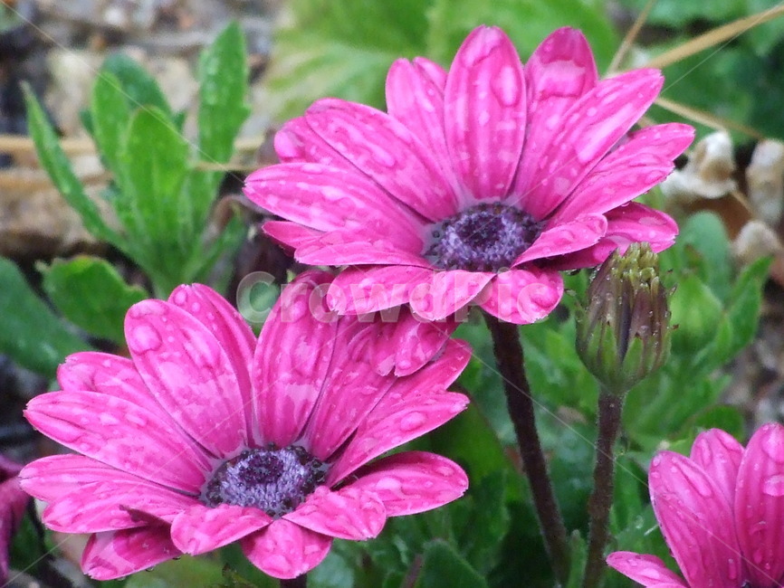 꽃,식물,예쁜꽃,꽃송이,수수한꽃,식물,자연,plants,nature,꽃,flower