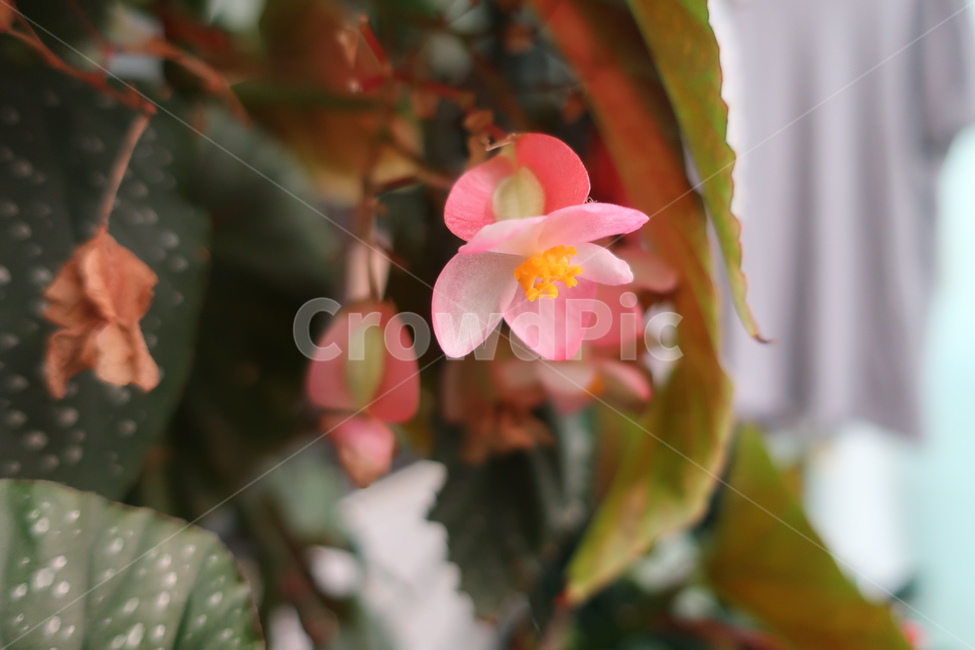 식물,꽃,봄꽃,꽃잎,꽃향기,식물,자연,plants,nature,꽃,flower