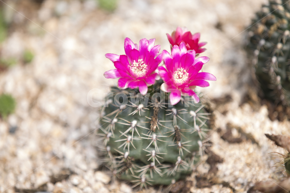 비화옥,선인장,선인장꽃,식물,cactus,gymnocalyciumbaldianumspegazzini,자연,식물,자연,plants,nature