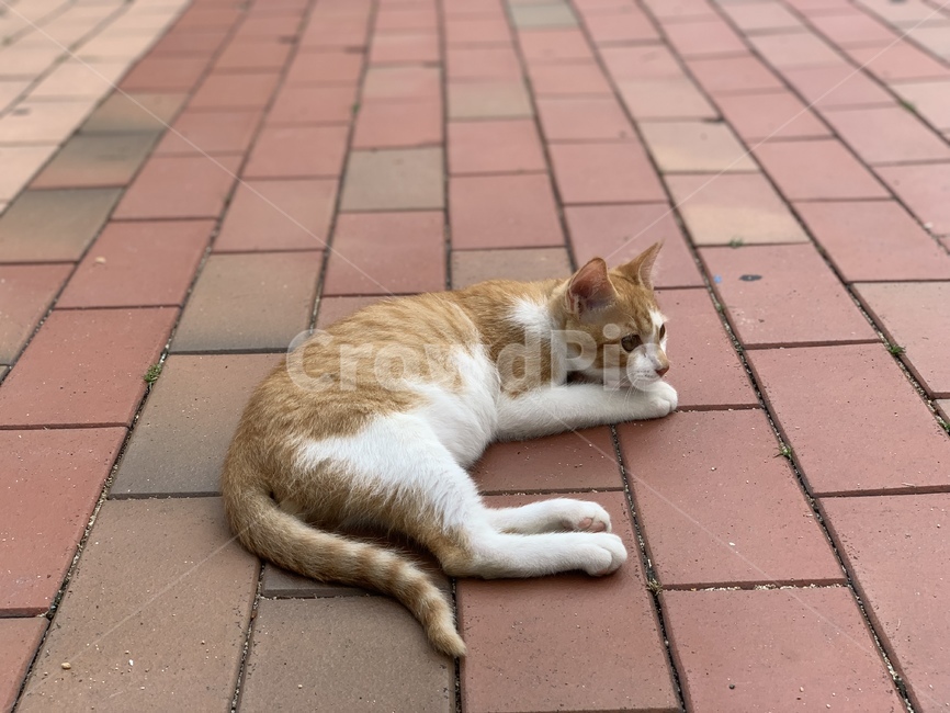 고양이,길고양이,동물,아기고양이,길냥이,펫,포유류,귀여운,animal,cat,pet,kitty,lovely