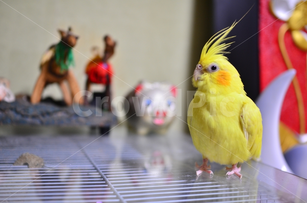관상용앵무새,반려동물,조류반려,노란앵무새,앵무새사진,동물,animal,조류,새,birds