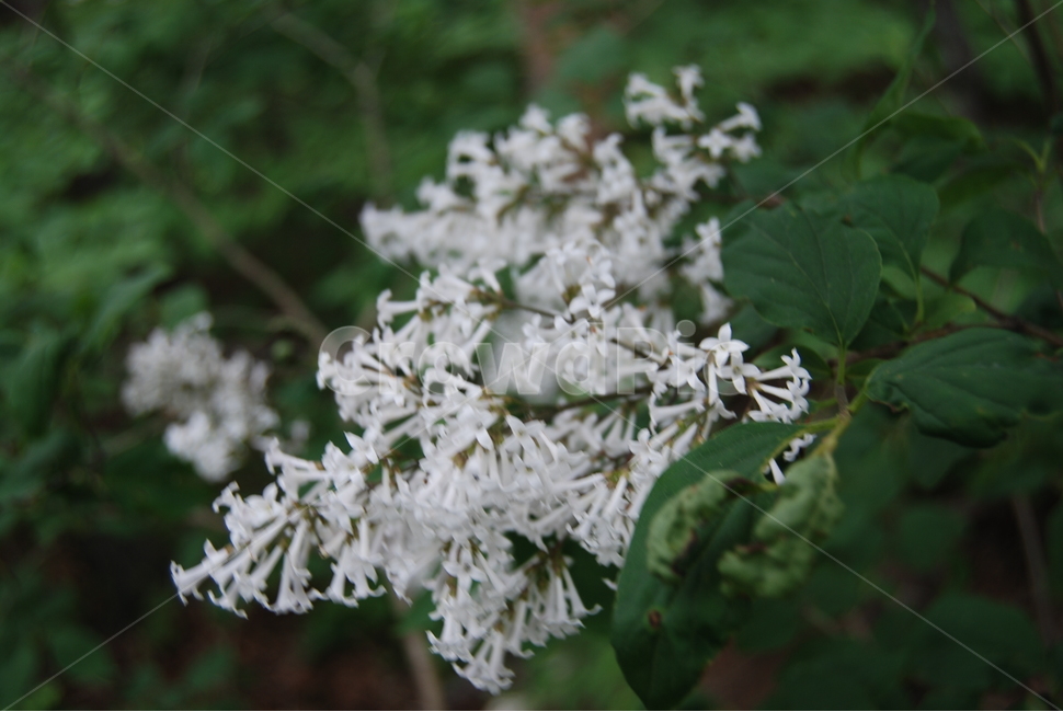 명지산,봄,자연,휴양림,등산로,식물,자연,plants,nature,꽃,flower