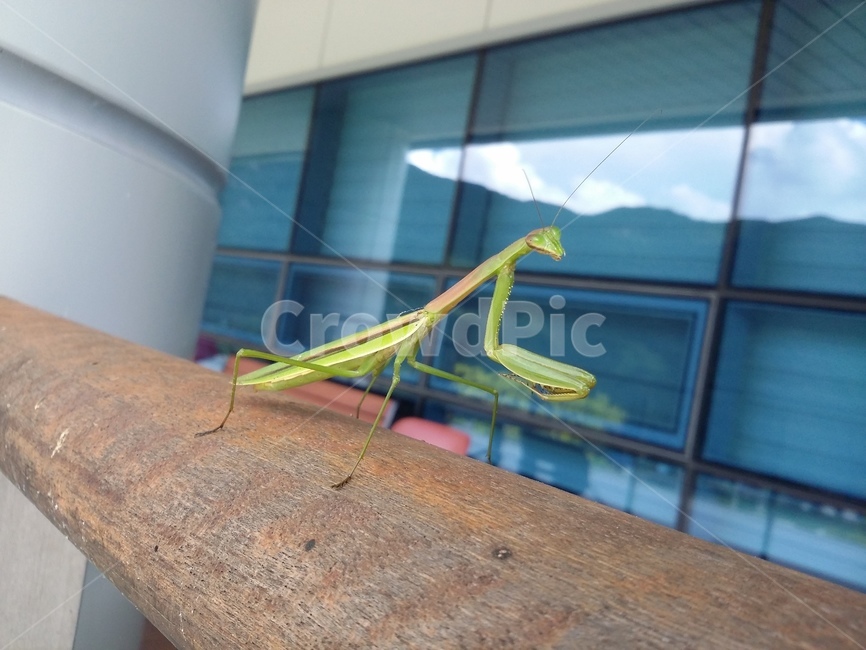 동물,곤충,insect,사마귀,자연,동물,animal,곤충,벌레,insect,bug