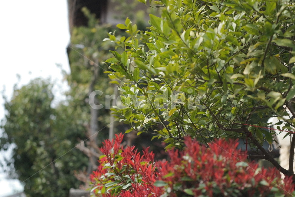 green,초록,식물,나무,plant,tree,식물,자연,plants,nature