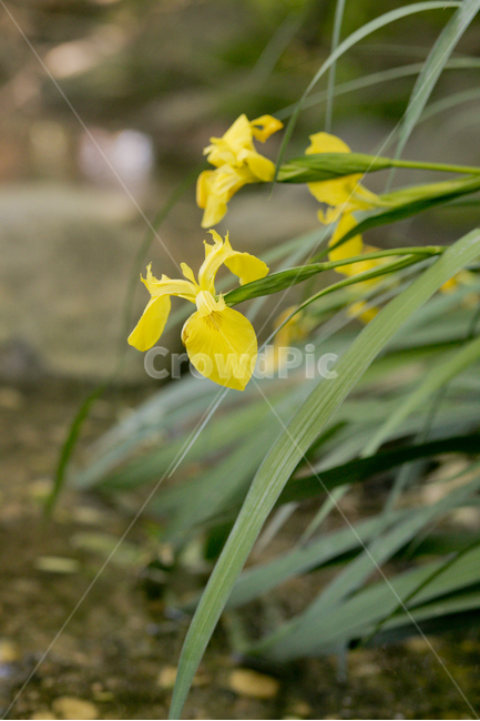 꽃,노랑색,yellow,풀,식물,자연,식물,자연,plants,nature,꽃,flower