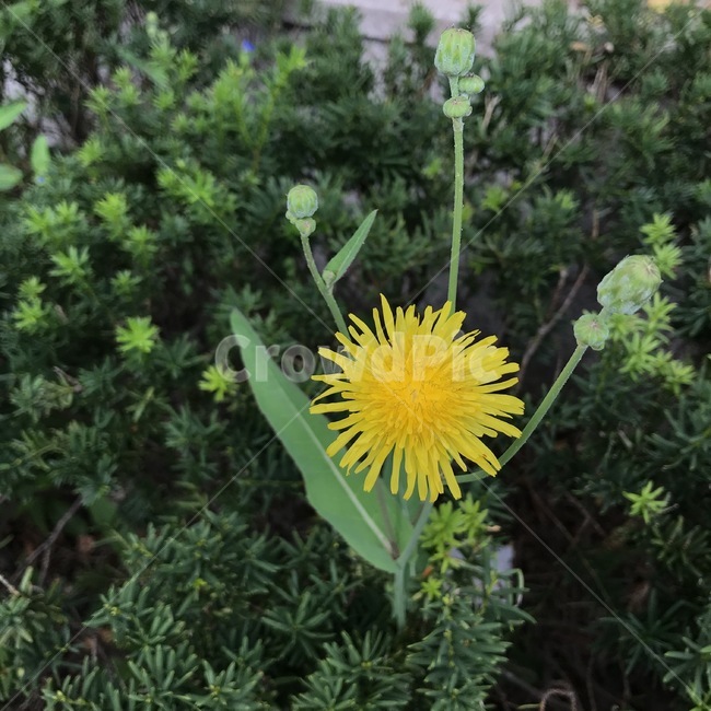 사데풀,야고채,사데나물,거매채,고매채,석쿠리,국화과,여러해살이,노란꽃,식물,blossom,꽃,flower,plant