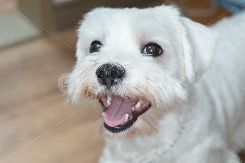 애견,DOG,동물,강아지,반려견,동물,animal,포유류,mammal,개,강아지,dog,doggy