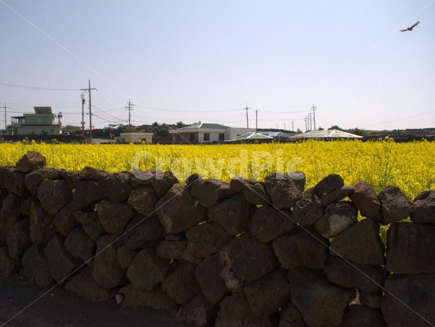 제주도,봄,유채,돌담,노란색,유채꽃,봄,계절,spring,season,제주도,jeju,jeju island,시골,마을,풍경,landscape,country,rural,town,wood,나무,bird,새,animal,동물