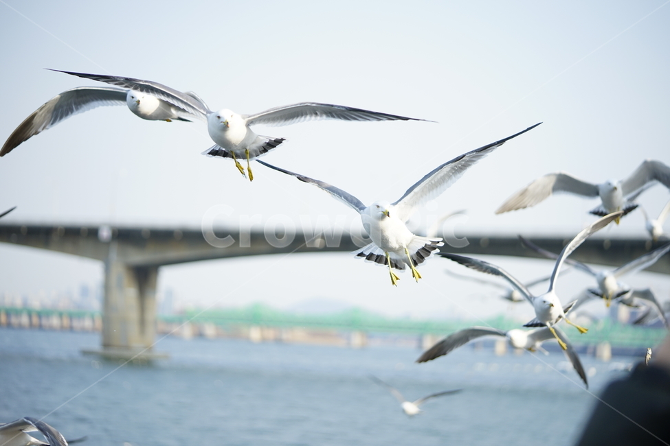 갈매기,새,순간포착,동물,bird,비행,동물,animal,조류,새,birds