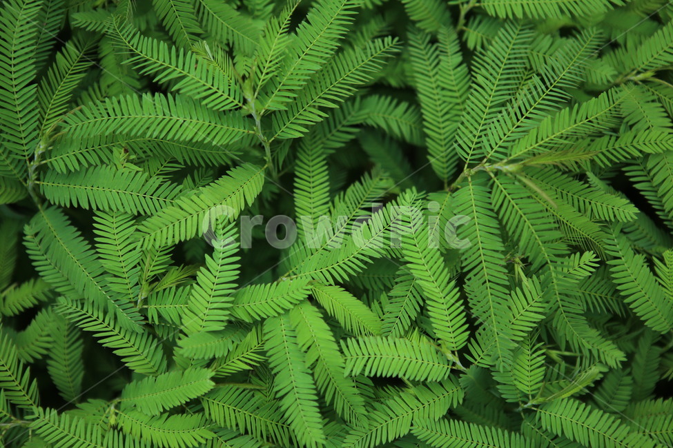 풀잎,초록,패턴,green,배경,자연