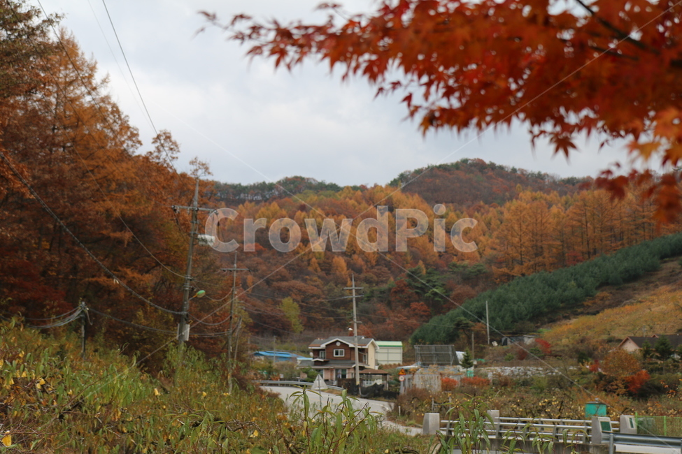 나무,식물,농촌,옥외,지방,가을,단풍,잎,감성,tree,plant,ruralarea,outdoor,area,autumn,maple,leaf,sensibility,sky,하늘,구름,cloud,자연,nature,가을,계절,fall,autumn,season,자연,풍경,nature,landscape,building,건물,rural,outdoors
