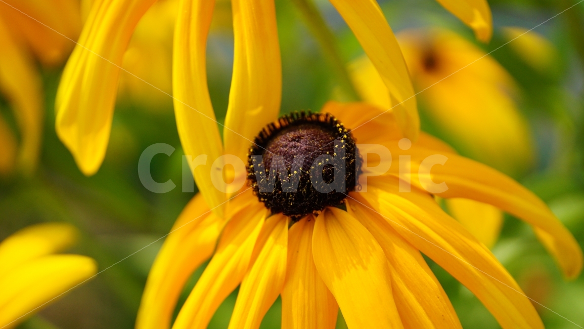 루드베키아,꽃,플라워,식물,자연,flower,nature,꽃사진,접사,macro,풍경,landscape,노랑,노란색,yellow,plants,스냅,스냅사진,snap,snapshot,식물,자연,plants,nature,꽃,flower