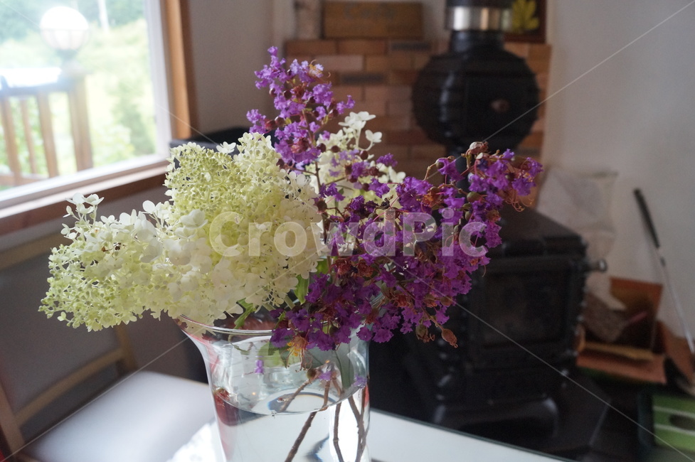plant,식물,flower,꽃,blossom