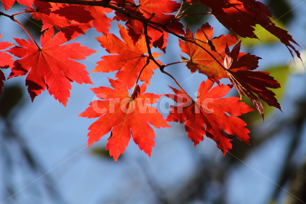 단풍,단풍나무,엽록소,가을,redleaves,가을,계절,fall,autumn,season,leaf,잎,plant,식물,tree,나무