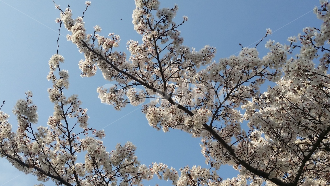 봄,식물,꽃,blossom,벚꽃