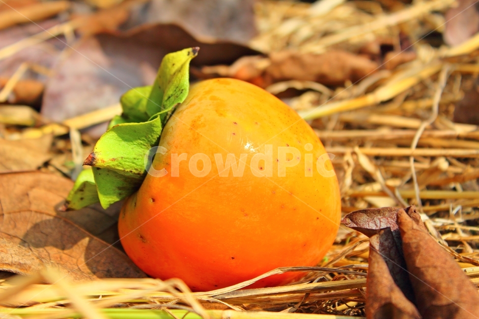 가을,감,과일,주황색,짚,persimmon,fruit,plant,음식,produce,과일,열매,fruit